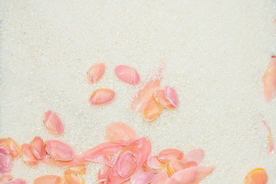 桜貝 の画像 92 件の Stock 写真 ベクターおよびビデオ Adobe Stock