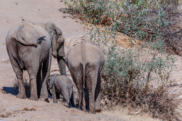 Obraz na płótnie Canvas Two adult Desert Elephants -Loxodonta Africana- and one calf, browsing along the Honaib River in North-Western Namibia.