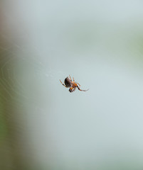 Small spider in his web of Araneus. Lovcen spider network