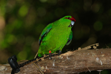 Red Crowned Parakeet Endemic to New Zealand