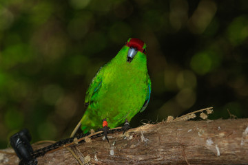 Red Crowned Parakeet Endemic to New Zealand