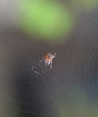Small spider in his web of Araneus. Lovcen spider network