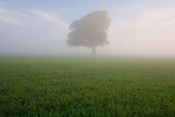 Obraz na płótnie Canvas Spring tree in field, Gloucestershire, England, UK