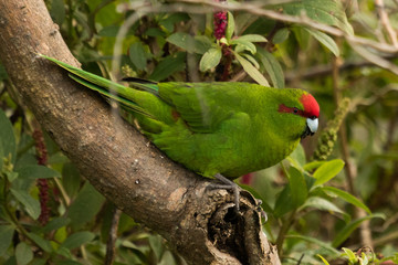 Red Crowned Parakeet Endemic to New Zealand