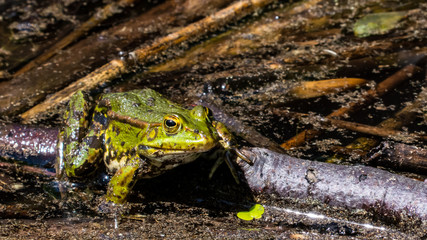 frog in pond