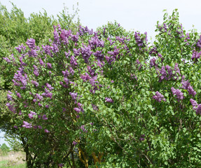 Obraz na płótnie Canvas Beautiful purple lilac flowers outdoors.