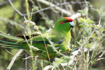Red Crowned Parakeet Endemic to New Zealand
