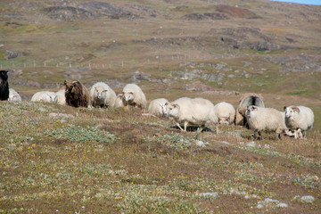 Greenland, Tunulliarfik, Qassiarsuk, Brattahlid, location of Erik the Red's Eastern Settlement. Sheep herd, main income of settlement..