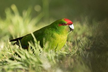 Red Crowned Parakeet Endemic to New Zealand