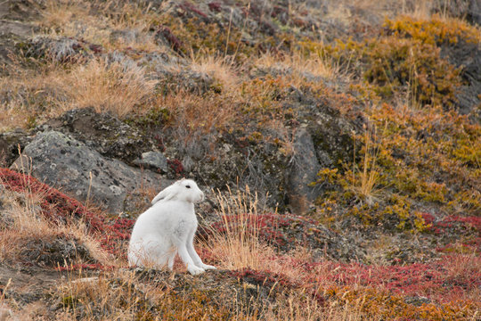 Greenland, Qeqqata, Kangerlussuaq (Big Fjord) aka Sondrestrom. Arctic hare (Lepus arcticus), aka polar rabbit in fall colored tundra habitat.