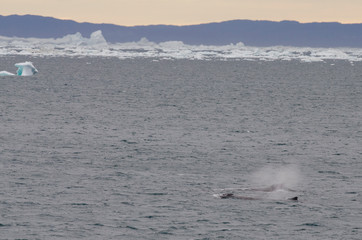 Greenland, Nuussuaq Peninsula, Qaasuitsup, Disko Bay near Saqqaq. Pair of Humpback whales...