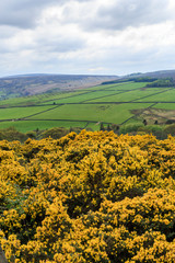 Fototapeta na wymiar England, West Yorkshire. Landscape, hills, valleys, fields, pastures and grazing lands.