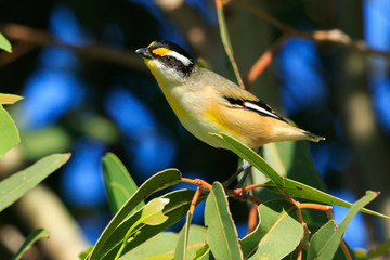 Striated Pardalote in Australia