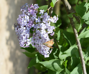 Butterfly rash on lilac colors. Butterfly urticaria.