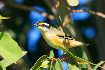 Striated Pardalote in Australia