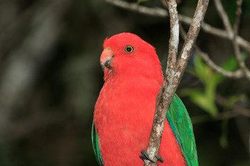 Australian King Parrot