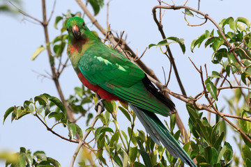 Australian King Parrot