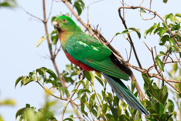 Australian King Parrot