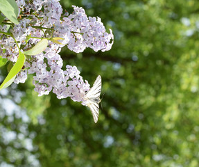 Swallowtail butterfly. Butterfly white sailboat on the flowers of lilac
