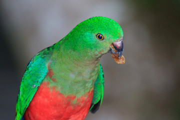Australian King Parrot