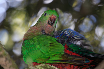 Australian King Parrot