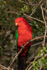 Australian King Parrot