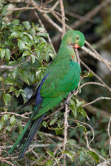 Australian King Parrot