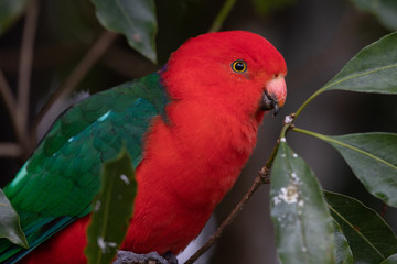 Australian King Parrot