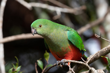 Australian King Parrot