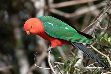 Australian King Parrot