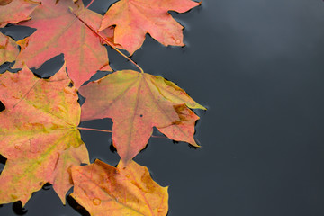 Autumn maple leaves floating on dark water