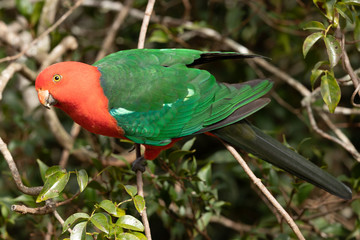 Australian King Parrot