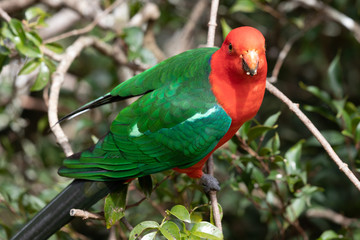 Australian King Parrot