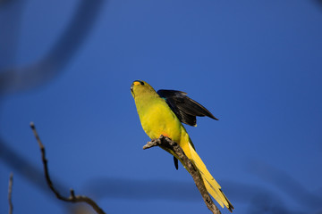 Elegant Parrot in Australia