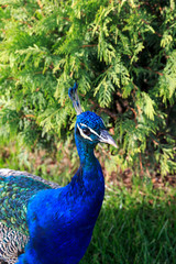 Macedonia, Lake Ohrid, St Naum, area has been referred to as a 'Jerusalem of the Balkans.' UNESCO World Heritage site, area's famous peacocks.