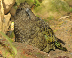 Kea Endemic Parrot of New Zealand