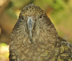 Kea Endemic Parrot of New Zealand