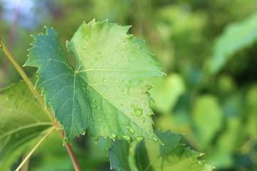 grape leaf after rain in drops in the vineyard