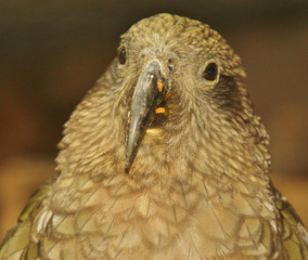 Kea Endemic Parrot of New Zealand