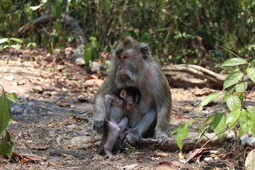 Long-Tailed Macaque
