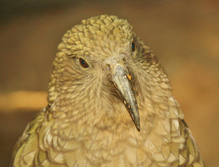 Kea Endemic Parrot of New Zealand