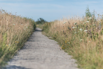 A small gravel path with grass and reeds on both sides.