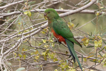 Australian King Parrot