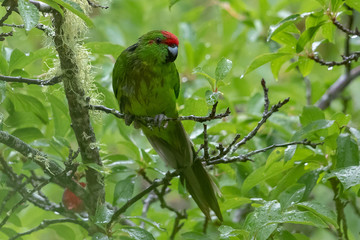 Norfolk Island Endemic Green Parrot
