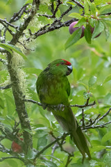 Norfolk Island Endemic Green Parrot