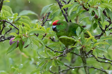 Norfolk Island Endemic Green Parrot