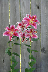 Stargazer Lily by Rustic Fence