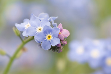 Obraz premium Close-up of forget-me-not in a garden. 