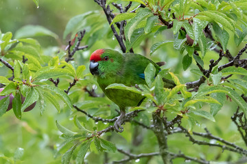 Norfolk Island Endemic Green Parrot