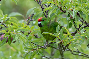 Norfolk Island Endemic Green Parrot